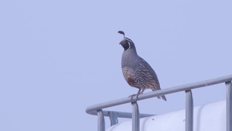 Side-profile-of-male-California-Quail-looking-around-in-slow-motion