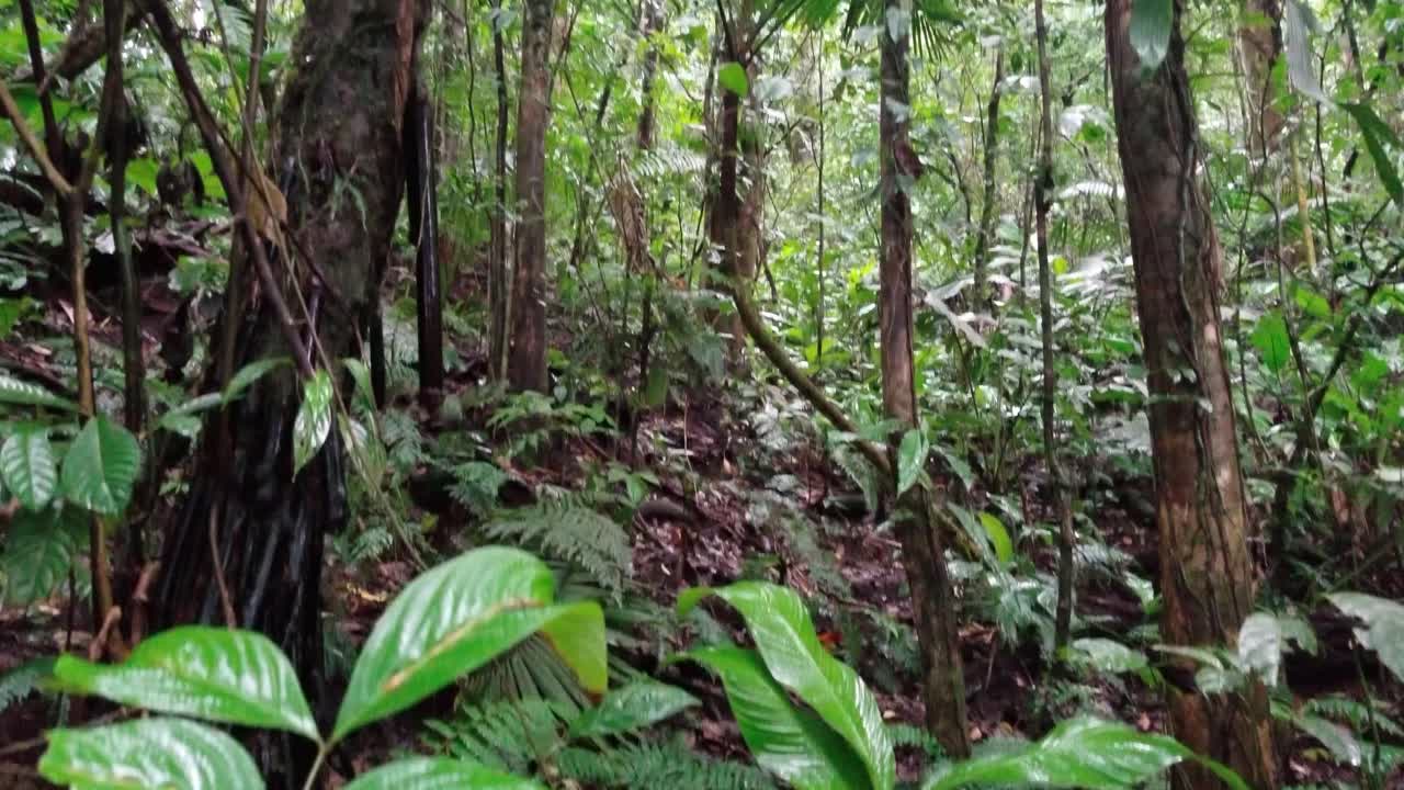 Panoramica dal suolo della foresta pluviale verso la canopia nella foresta pluviale della Costa Rica