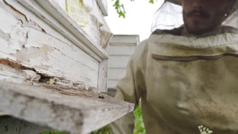 the beekeeper inspects the hives.