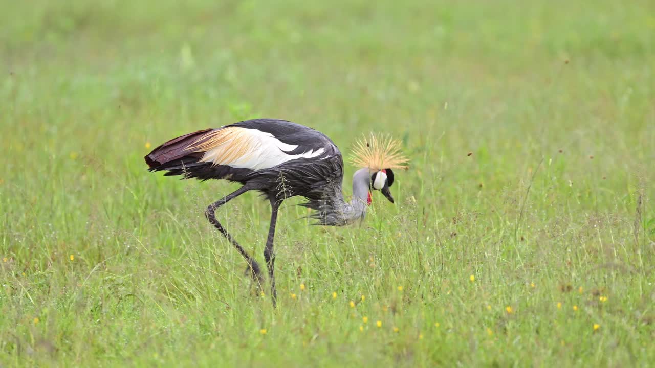 aves africanas en el parque nacional del serengeti, grúa coronada gris vadeando y caminando en pantanos y humedales, vida de aves en tanzania, hermoso pájaro en áfrica en safari de vida silvestre africana, naturaleza en áfrica