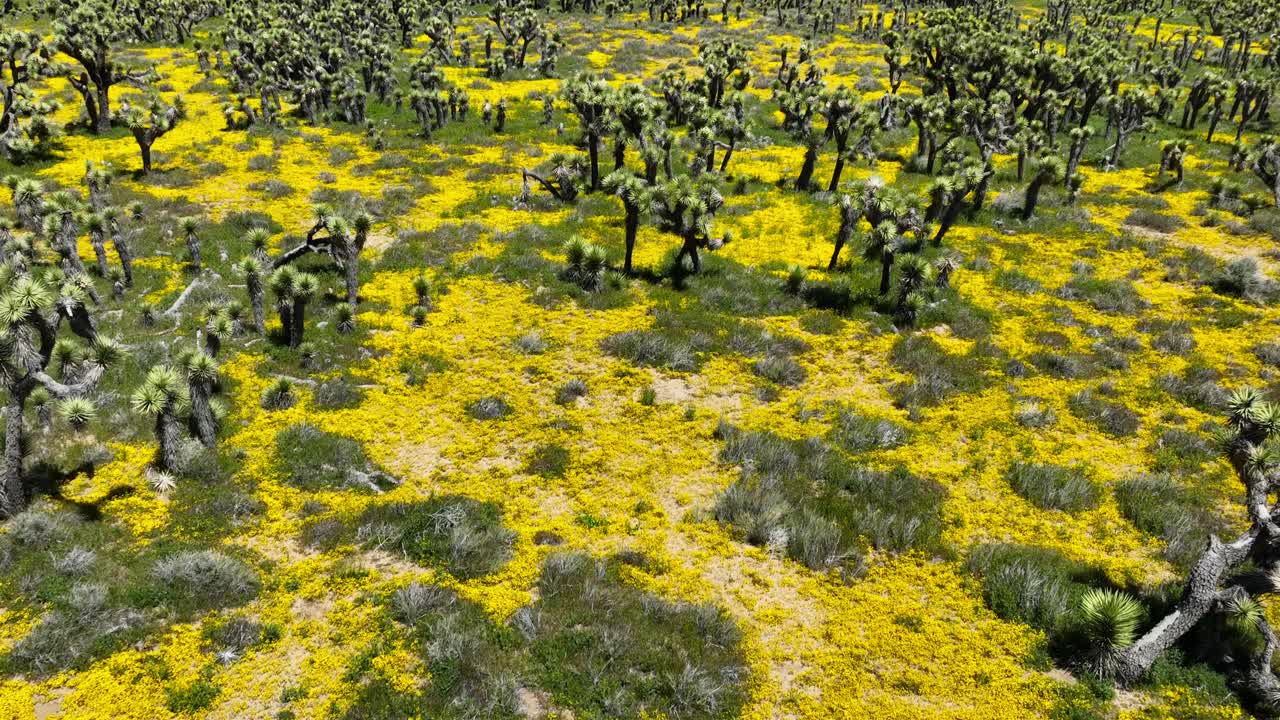 여호수아 나무 사이 에서 봄 에 피는 노란색 야생 꽃 - 공중 사진