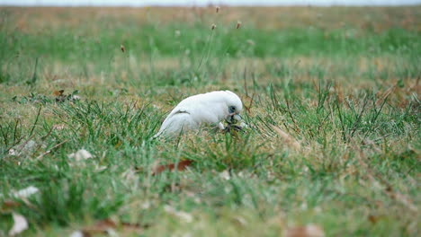 Corella-De-Pico-Corto-Comiendo-Hierba-Por-Su-Dedo-Del-Pie-En-El-Parque-Nacional-Kurnell-Nueva-Gales-Del-Sur-Australia---Cámara-Lenta