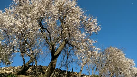 Sakura-Blossom,-Stone-Fence-and-Blue-Sky-Tilt-Shot