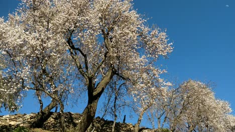 sakura blossom, stone fence and blue sky tilt shot