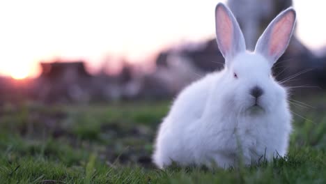 adorable little fluffy bunny eating green leaves sitting on the grass. easter bunny concept