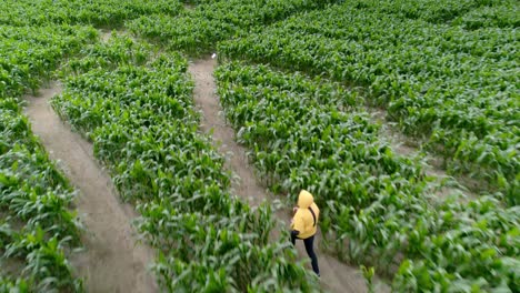 Un-Hombre-Deambulando-Por-Un-Campo-De-Maíz-Con-Una-Chaqueta-Amarilla