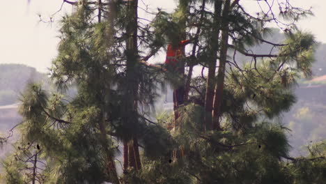 An-arborist-performs-tree-surgery-pruning-with-a-chainsaw-and-hanging-from-a-harness-on-ropes,-jumping-between-branches-very-high-above-the-ground