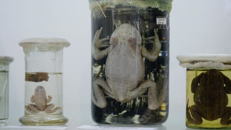 ranas conservadas en frascos de vidrio