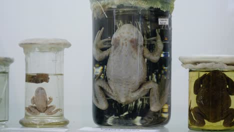 preserved frogs in glass jars