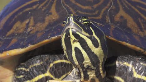 Primer-Plano-De-Tortuga-De-Vientre-Rojo-De-Florida-Amarillo-Y-Negro