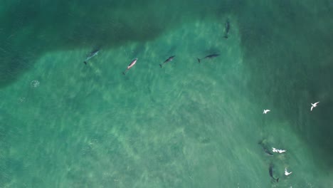 delfines nariz de botella cazando peces en la cabeza rota nsw - región de byron - australia
