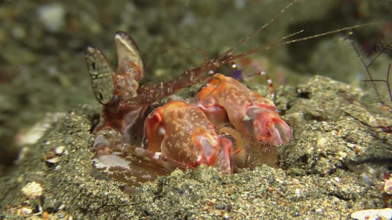 움직이는 스토킹의 눈을 뚫고 밖을 바라보는 사마귀 새우