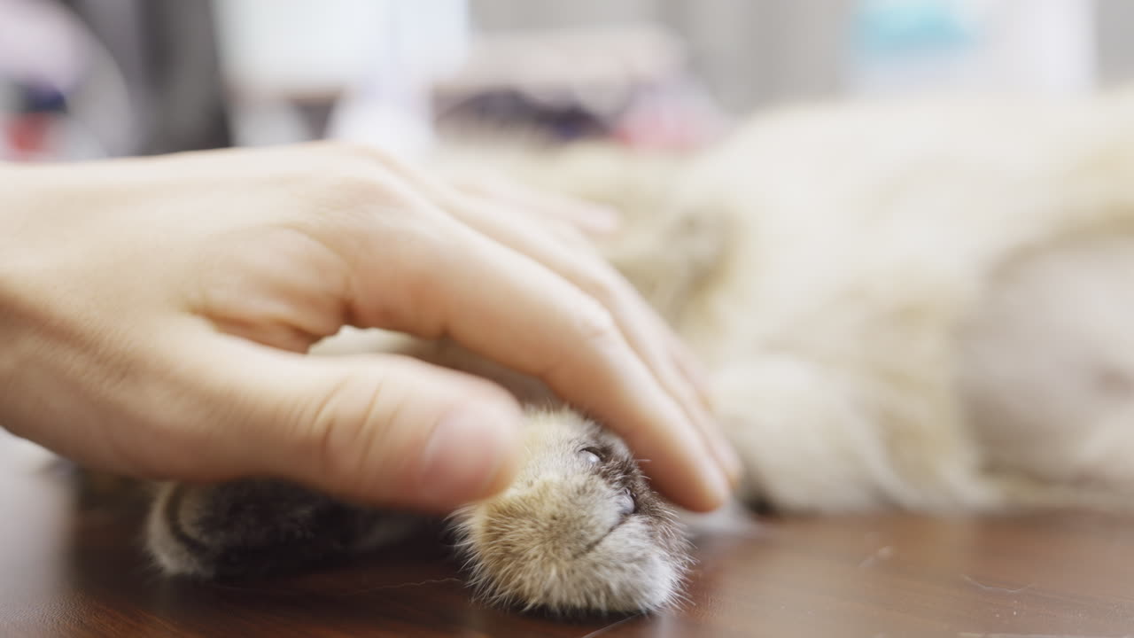 집에서 나와 시간을 보내는 고양이 고양이의 만족스러운 접촉