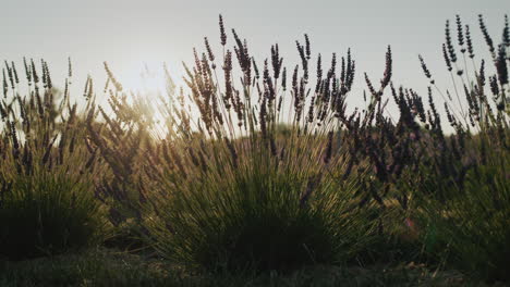 fila de arbustos de lavanda al atardecer. dolly 4k video