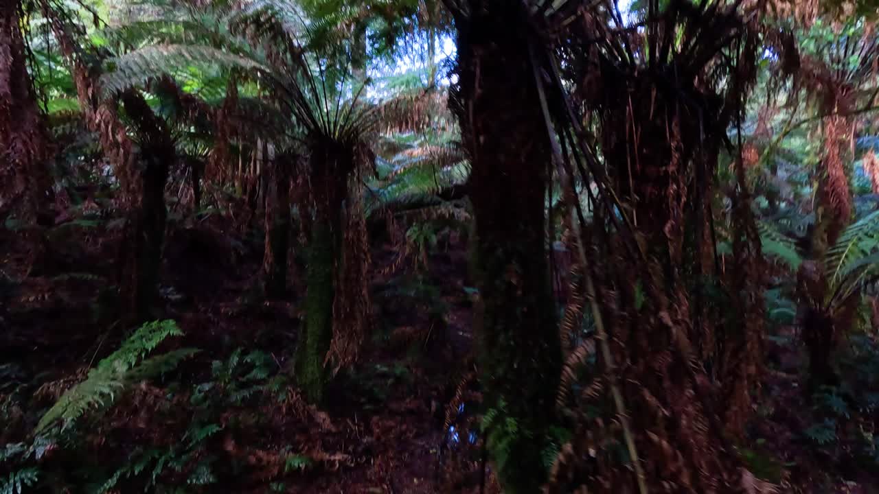 caminando a través de un camino exuberante y denso de selva tropical