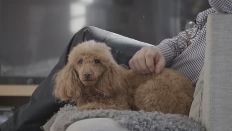 Static-view-of-Caucasian-man-strokes-a-brown-poodle-on-the-sofa