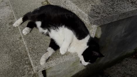 friendly tuxedo black and white cat showing belly in stone stairs