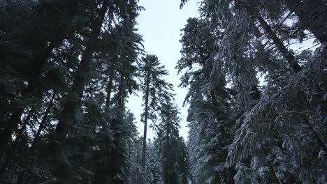 looking up through woodlands of fir trees covered with snow