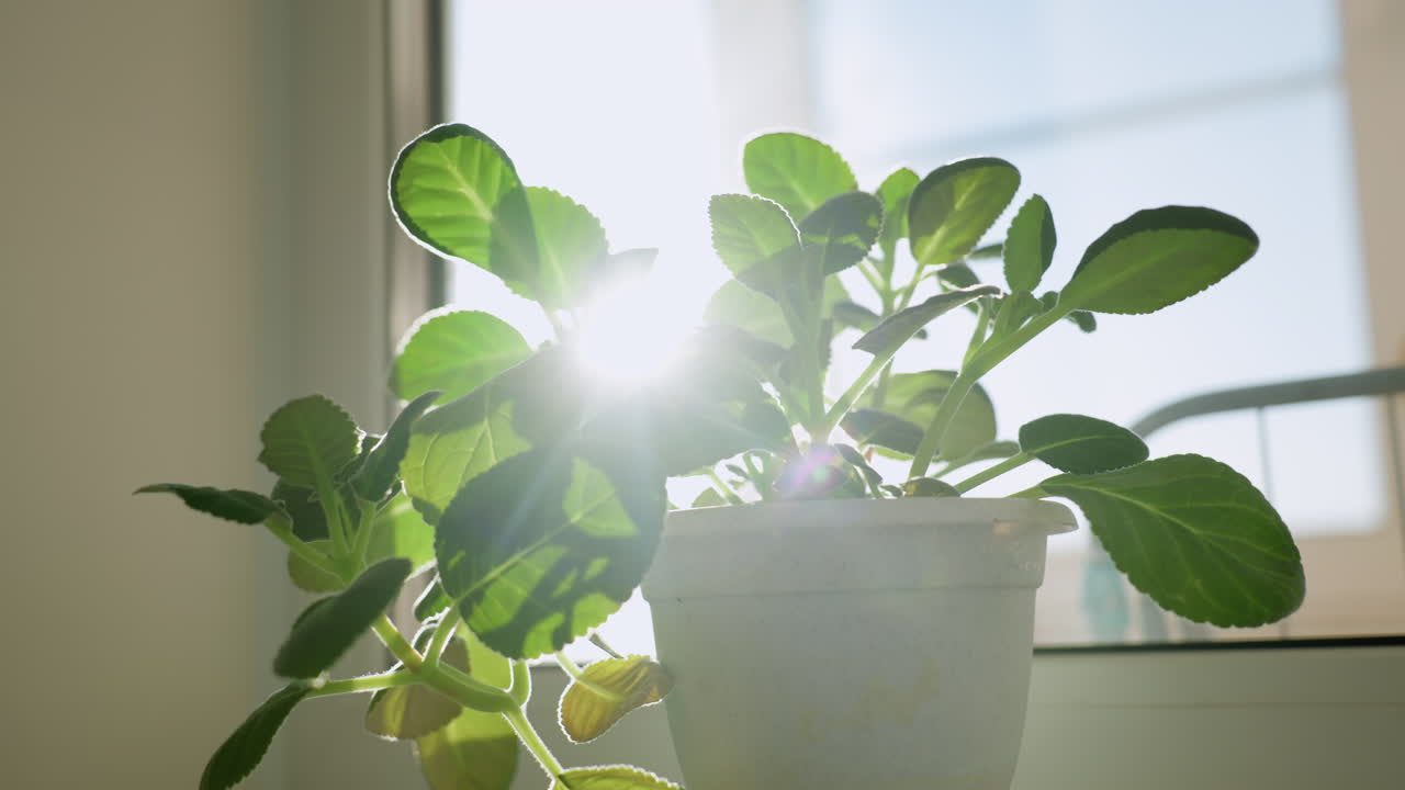 Bright sunlight filters through healthy green leaves of indoor potted plant near window, casting beautiful leaf shadows while creating warm, tranquil atmosphere filled with life and peaceful energy