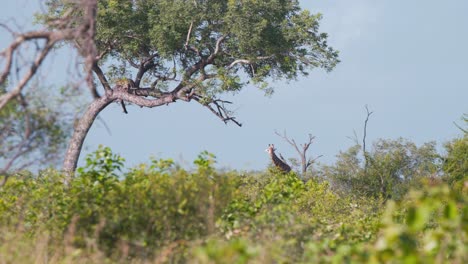 jirafa pastando en arbustos de sabana debajo de un árbol con leopardo en ramas