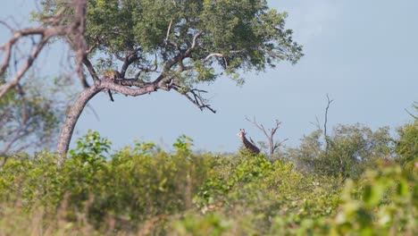 giraffe grazing in savannah bushes below tree with leopard in branches