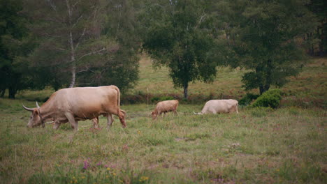 Kühe-Im-Geres-Nationalpark-Fressen-Wildes-Gras,-Totale-Zeitlupe