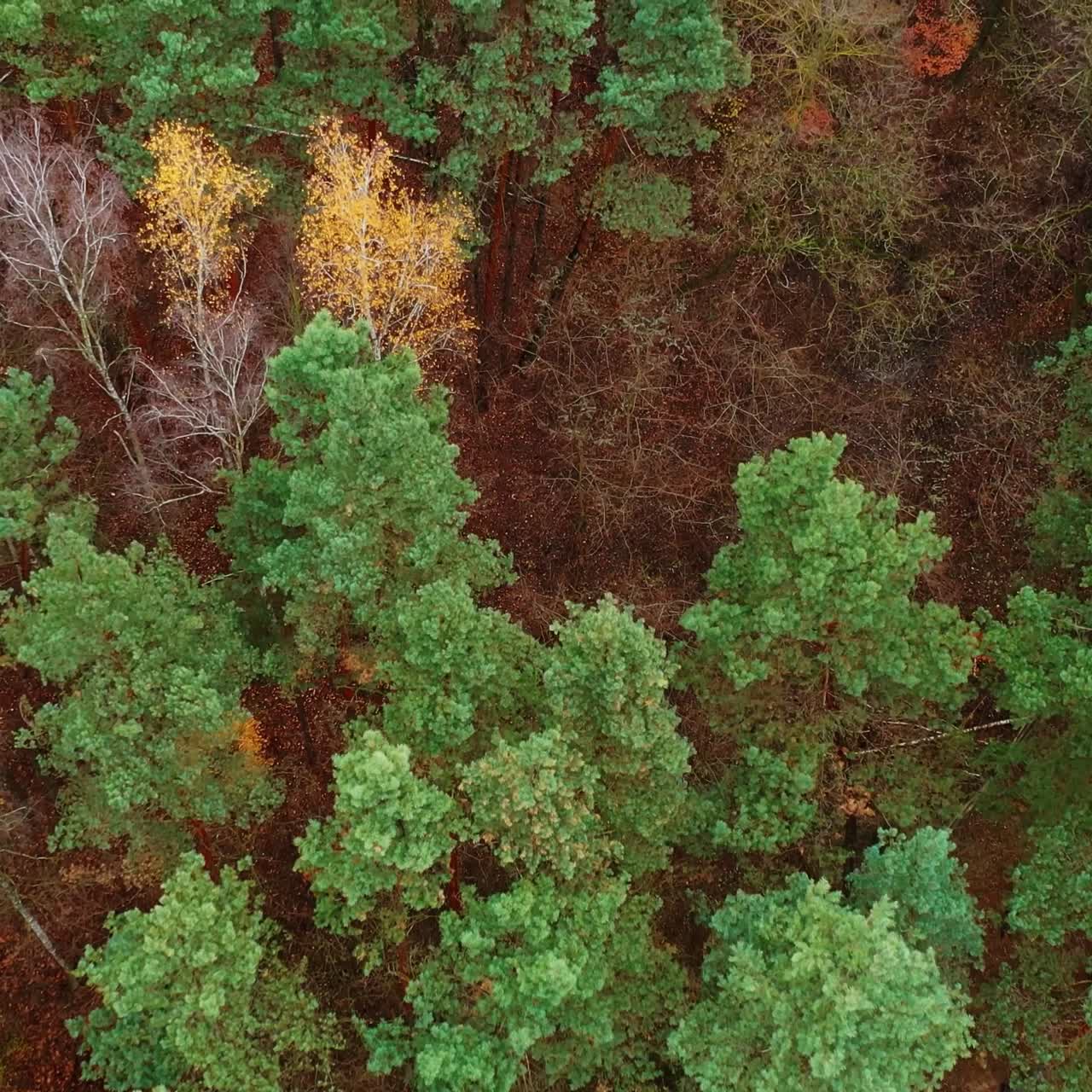 Trees top view