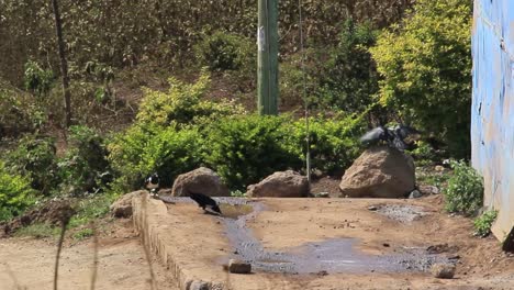 Vögel-Trinken-Wasser-Unter-Dem-Wasserhahn