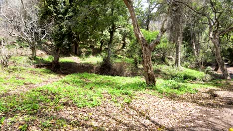 Cielo-De-La-Aldea-Al-Aire-Libre-Hermoso-Paisaje-De-La-Aldea-Del-Bosque-Del-Paisaje-Aéreo---Fotografía-Aérea-Del-Bosque-Rural-Kenia---Controlador-Inalámbrico-De-Drones-Quadcopter