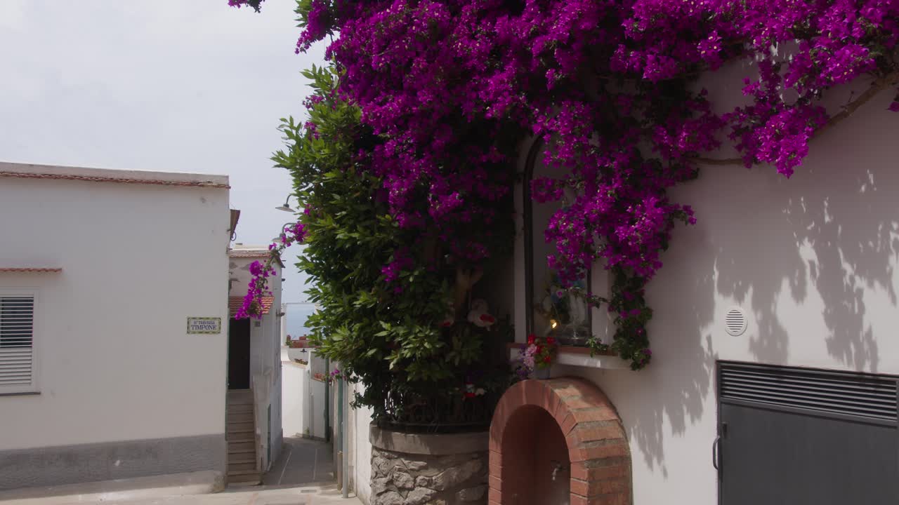 Close-up view of a house in Anacapri adorned with vibrant large purple flowers