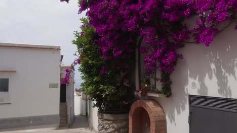close-up view of a house in anacapri adorned with vibrant large purple flowers