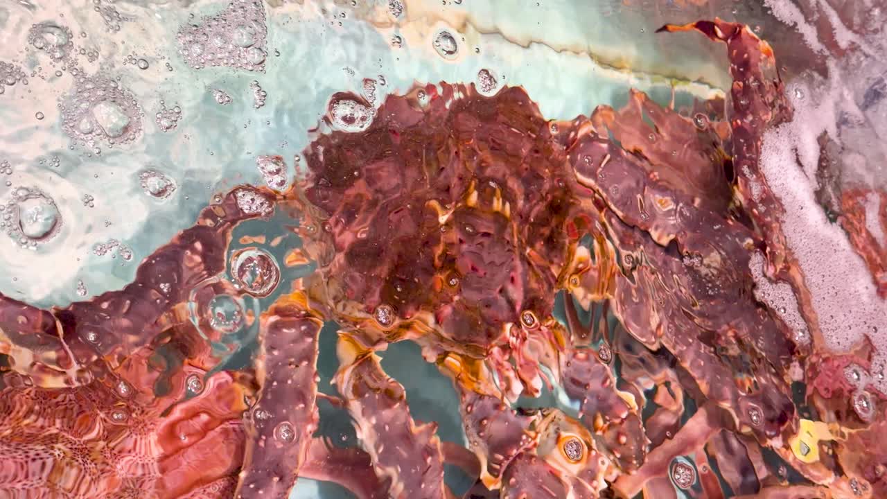 泡立つ水槽の中をゆっくりと動く生きたタラバガニの真俯瞰ショット。