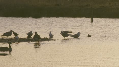 ducks are swimming in the pond at sunset