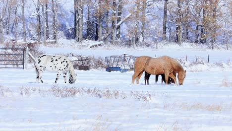 Caballos-Cavando-En-Busca-De-Hierba-Bajo-Pastos-Nevados-En-Montana-4k-Cámara-Lenta