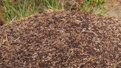 swarms of red wood ants crawling on their ant hill - prądzonka forest - close up