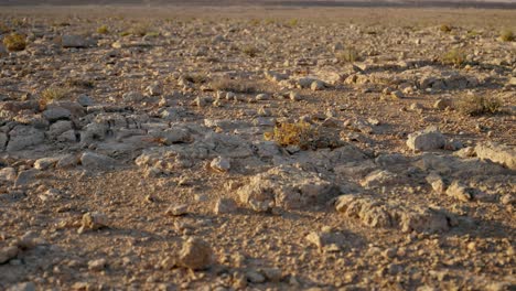 dry bush tumbleweed rolling on open empty desert ground in hot summer day. emptiness and desolation in ghost town or arid barren area without people or civilization. wind blowing in the outdoors