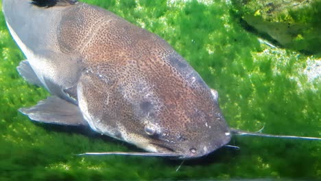 redtail catfish  sleeping very close to the camera