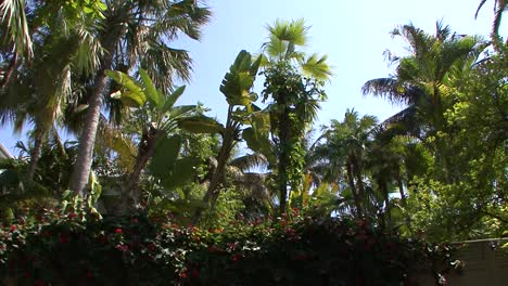 Palm-trees-and-exotic-plants-in-Key-West,-Florida,-USA