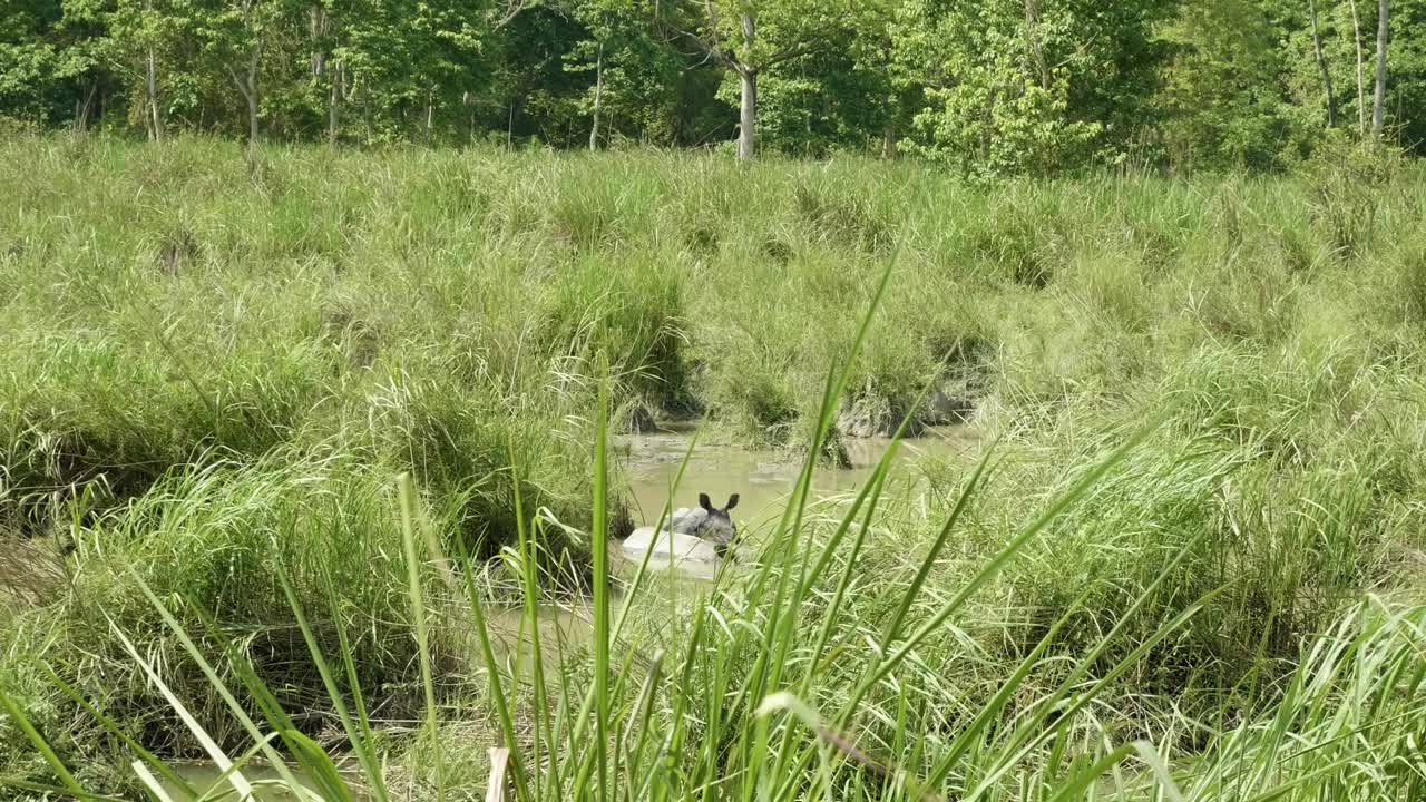 두 마리의 코소가 강에서 먹는다. 네팔의 치트완 국립공원