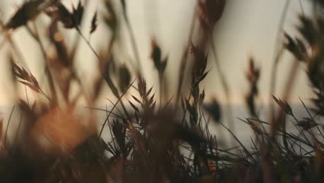 close up of grass in the evening light with sea on the background