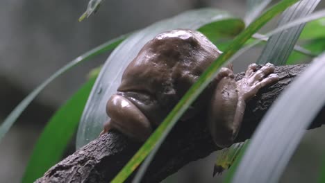 Large-White-Tree-Frog-Turns-Around-The-Tree-Branch