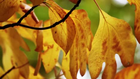 dried orange leaves blowing in the wind on a branch in the winter season