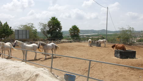 horses in a sandy paddock enclosure on a farm in spain