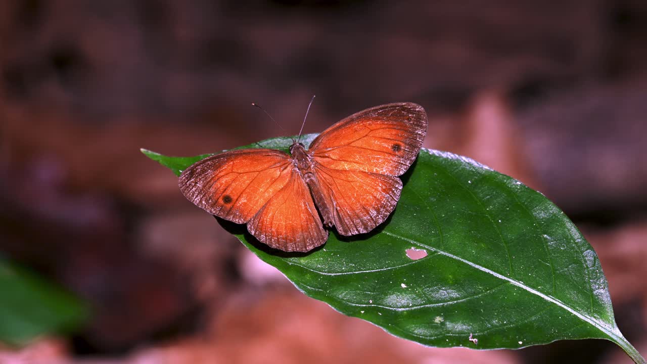 bushbrown rojo, mariposa, mycalesis oroatis ustulata, parque nacional kaeng krachan, tailandia