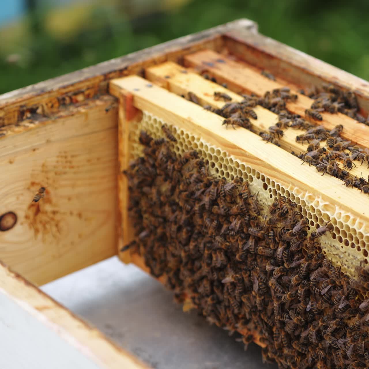 Opened beehives with wooden frames. Bees working together on a frame to pack honey with wax. Bee family inside the hive