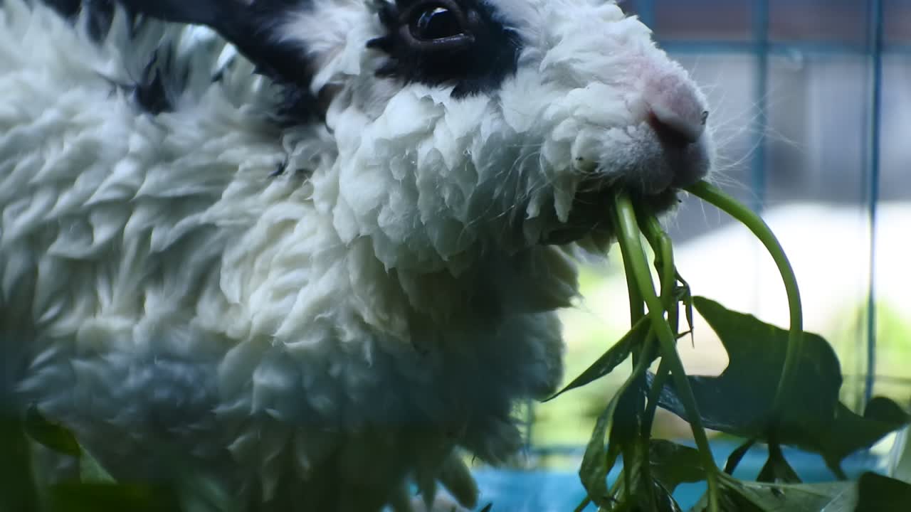 Rabbit eating green vegetables in a blue cage, focus on the bars of the iron cage