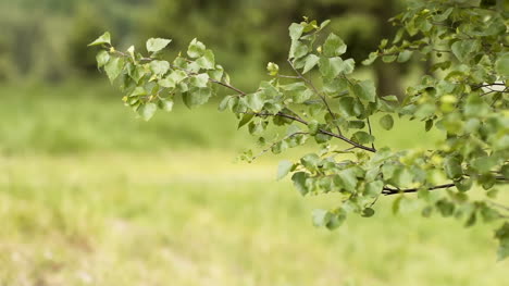 Ramas-De-Los-árboles-Que-Soplan-Con-Viento-Fuerte-2