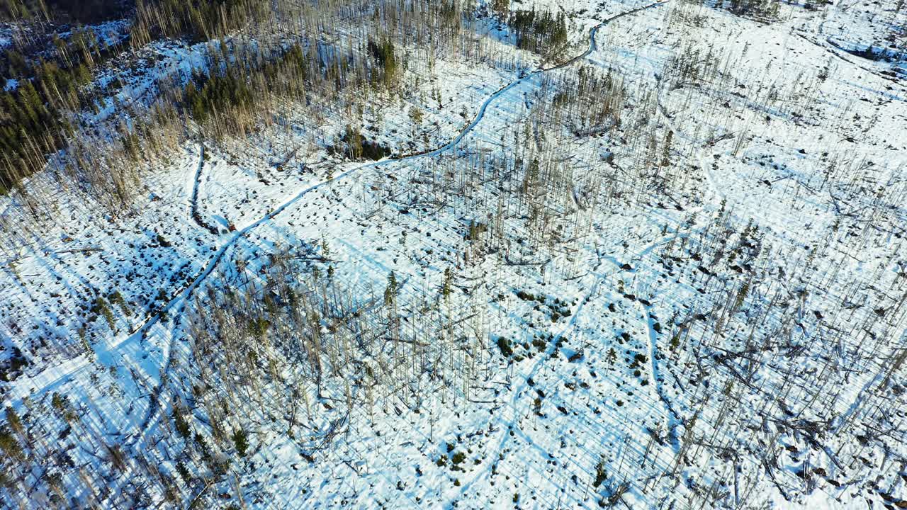 Paesaggio innevato della foresta carpatica. Vista panoramica aerea