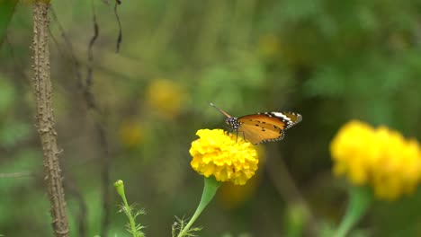 una mariposa está posada sobre una caléndula