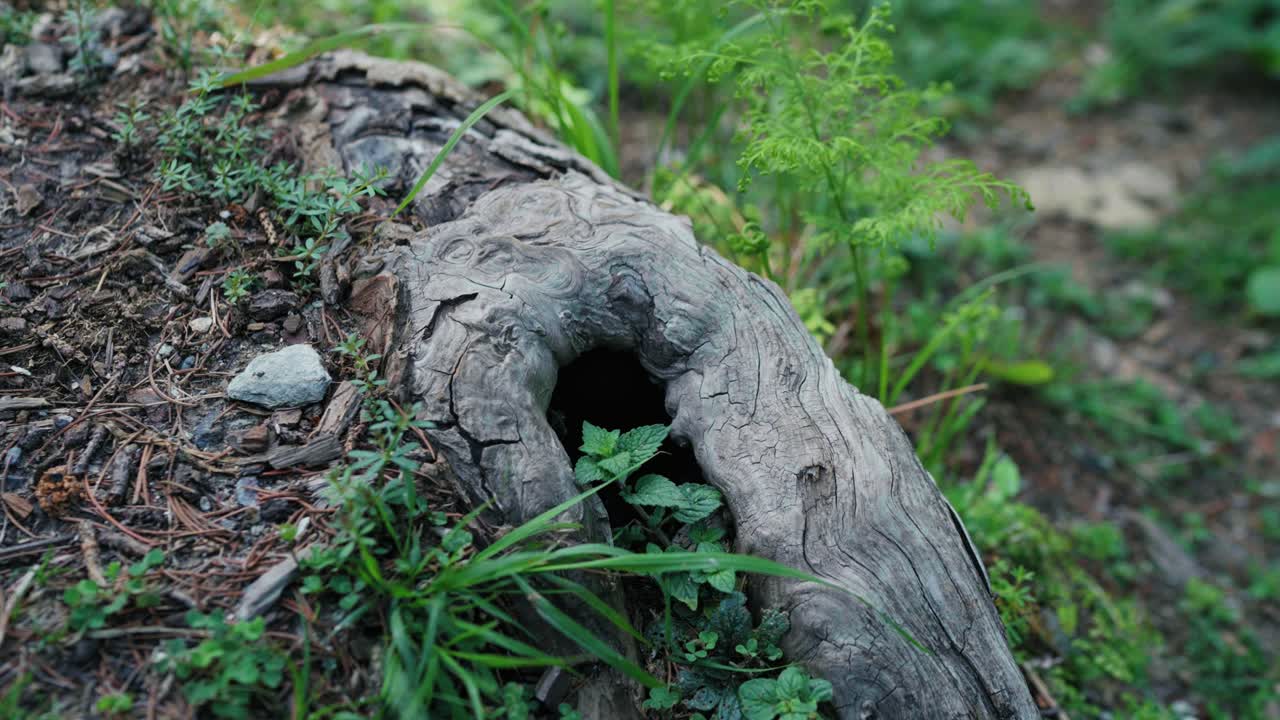 Closeup view of a tree root emerged out of ground in a forest. Malam Jabba SWAT